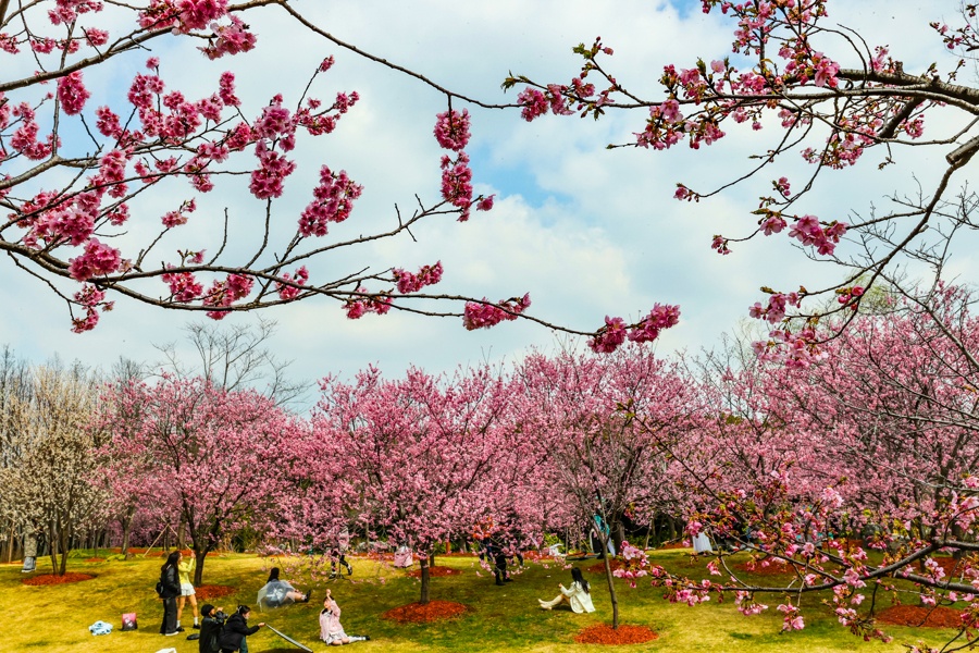 错峰游玩 今年推夜间赏樱 上海樱花节3月15日至4月15日亮相顾村公园